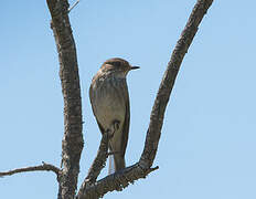 Spotted Flycatcher