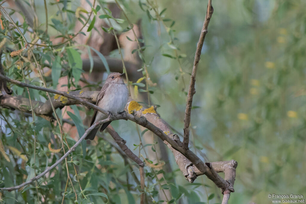 Spotted Flycatcher