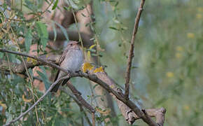 Spotted Flycatcher