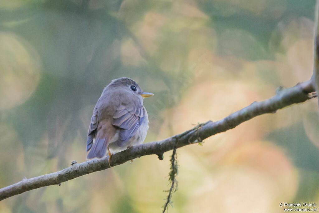 Brown-breasted Flycatcher