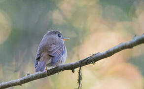 Brown-breasted Flycatcher