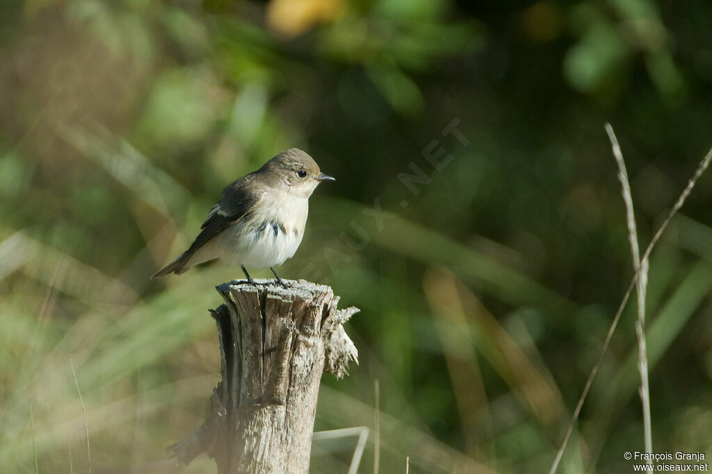 European Pied Flycatcheradult