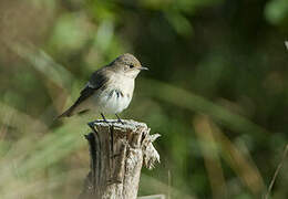 European Pied Flycatcher