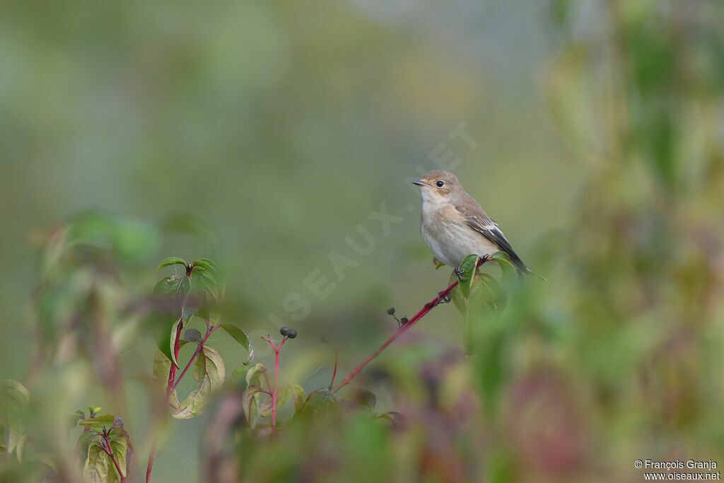 European Pied Flycatcher