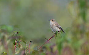 European Pied Flycatcher