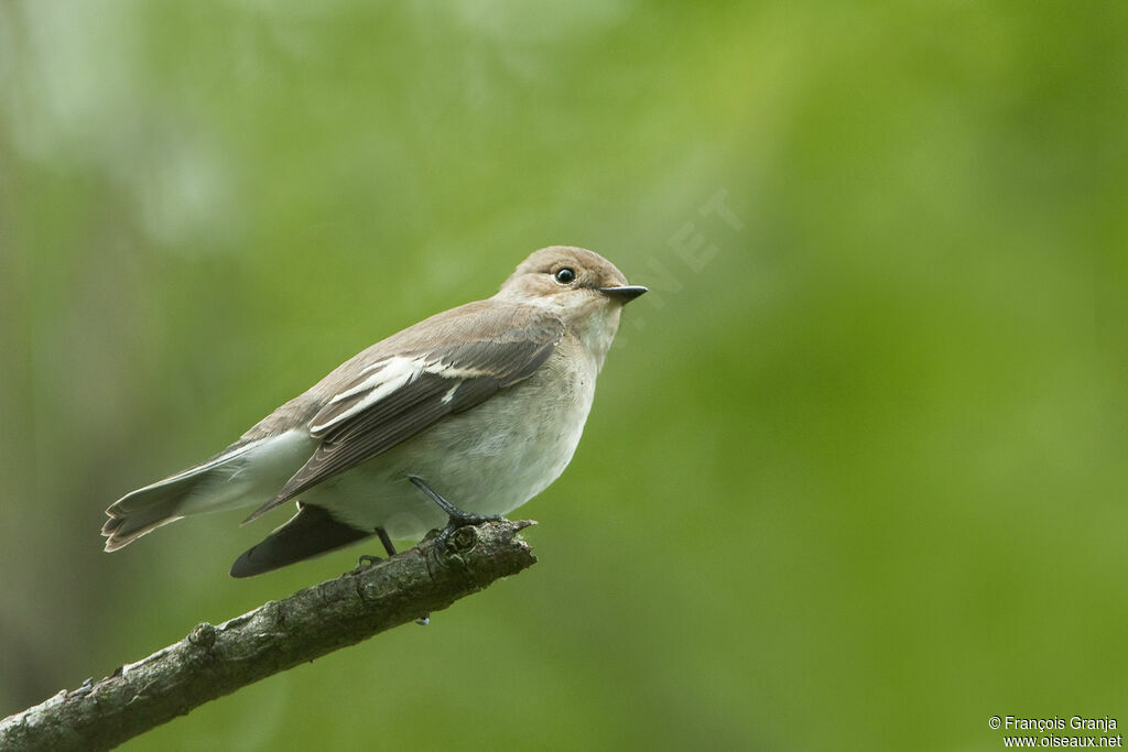 European Pied Flycatcheradult