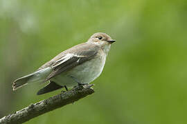 European Pied Flycatcher