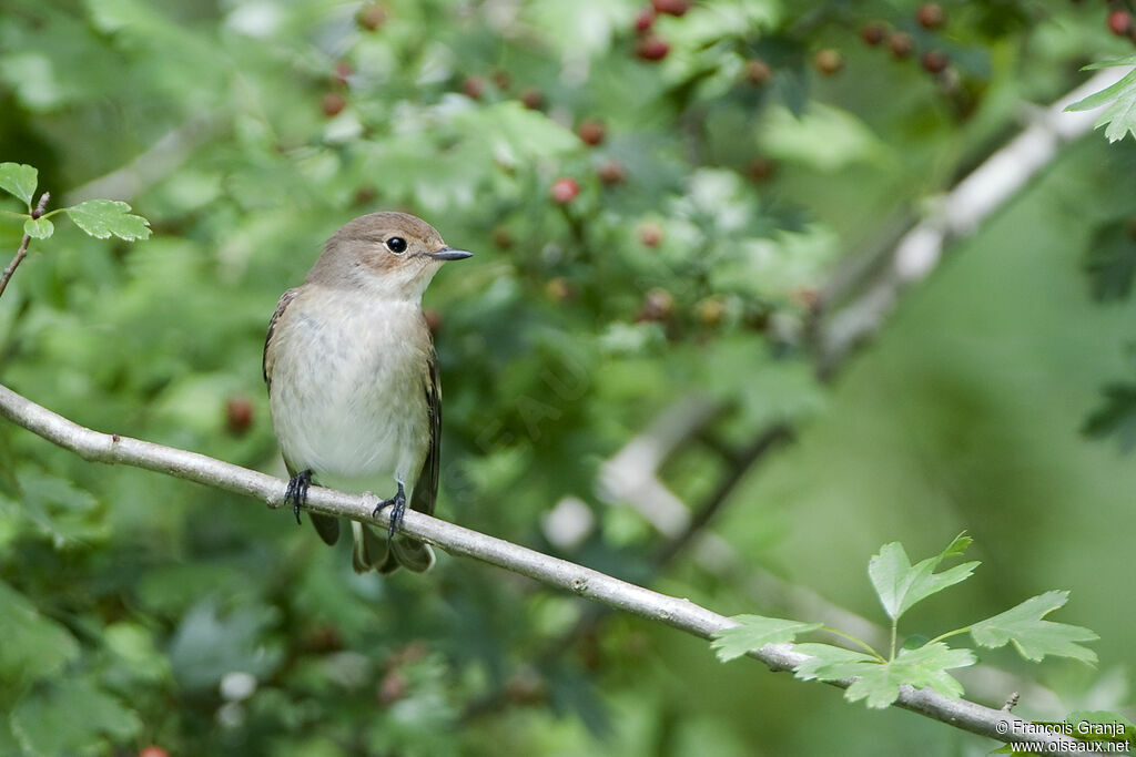 European Pied Flycatcheradult