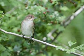 European Pied Flycatcher