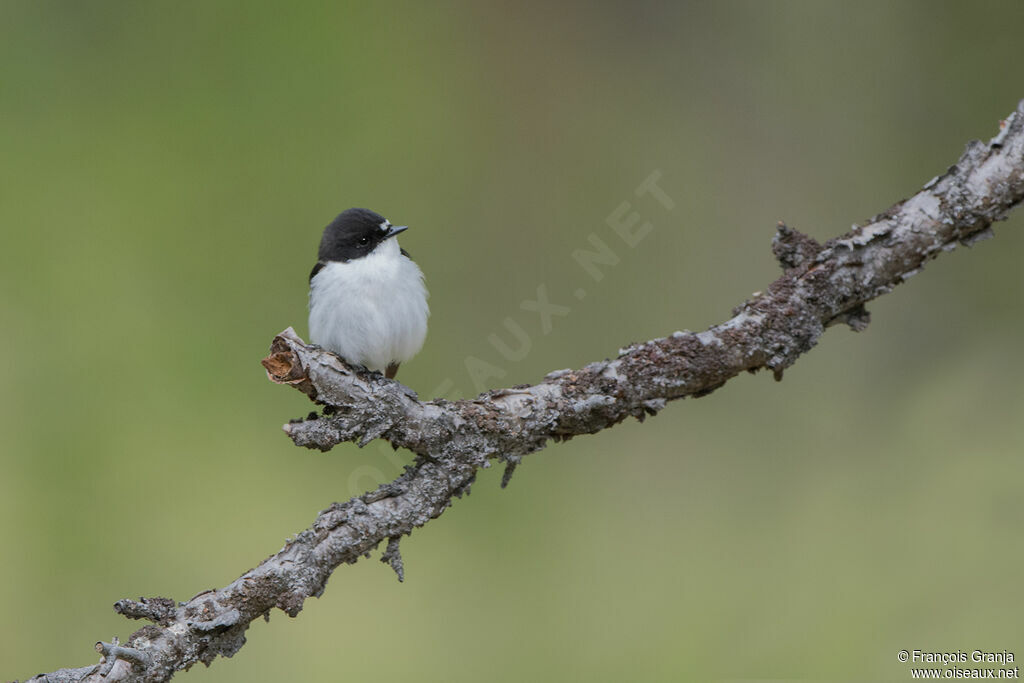 Gobemouche noir mâle