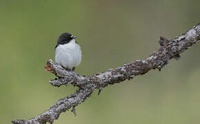 European Pied Flycatcher