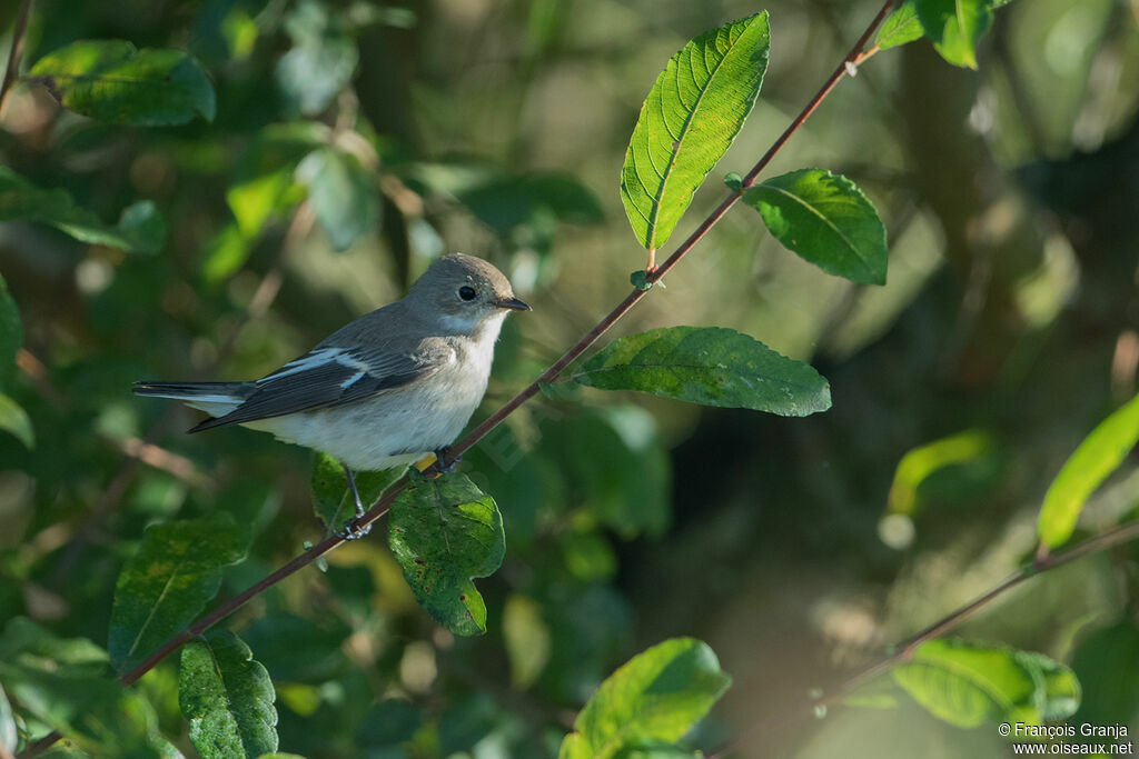 European Pied Flycatcher