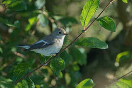 European Pied Flycatcher