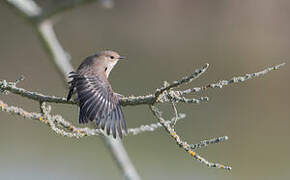 European Pied Flycatcher