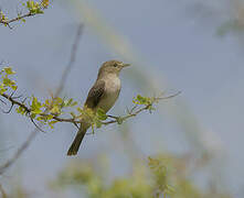 Pale Flycatcher