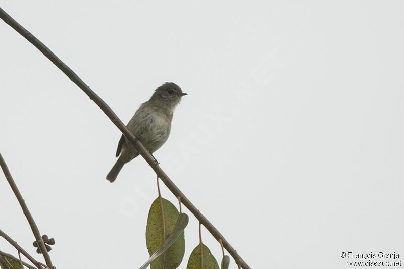 African Dusky Flycatcheradult