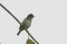 African Dusky Flycatcher