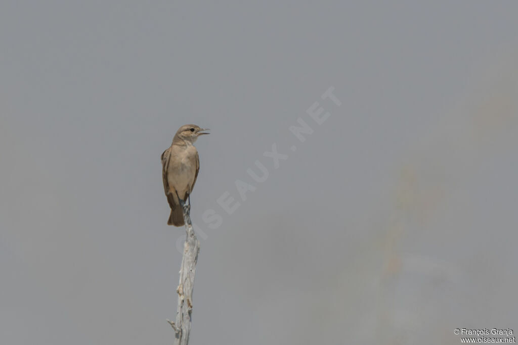 Chat Flycatcher