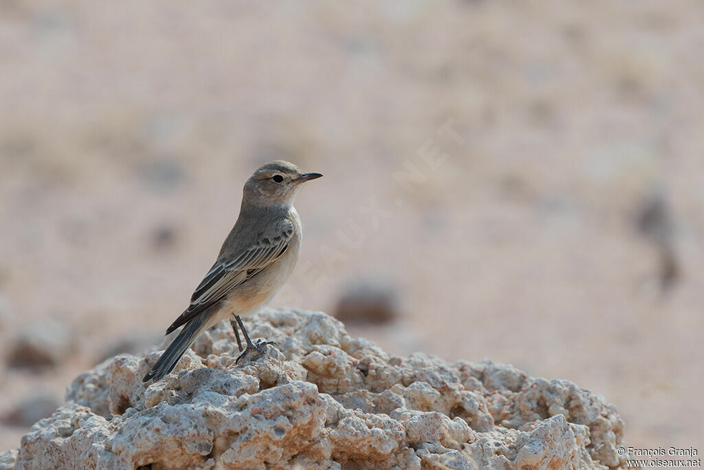 Chat Flycatcher