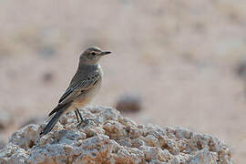 Chat Flycatcher