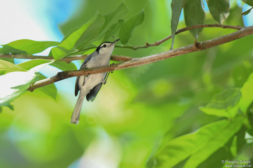 White-browed Gnatcatcher