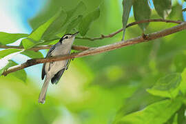 White-browed Gnatcatcher