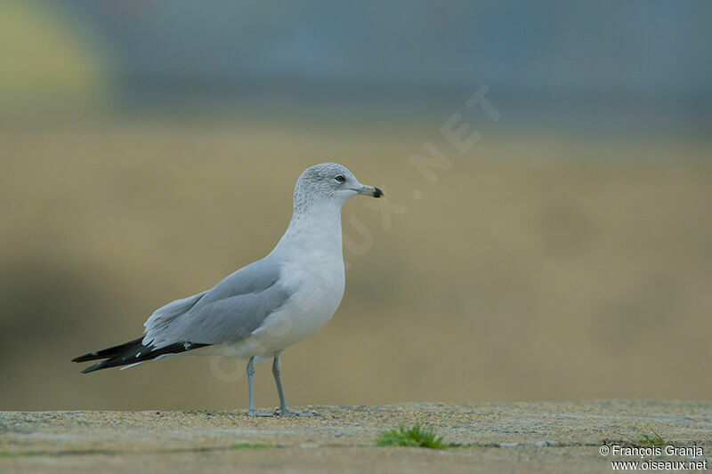 Ring-billed Gulladult