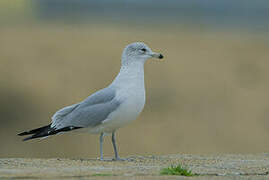 Ring-billed Gull