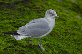 Ring-billed Gull