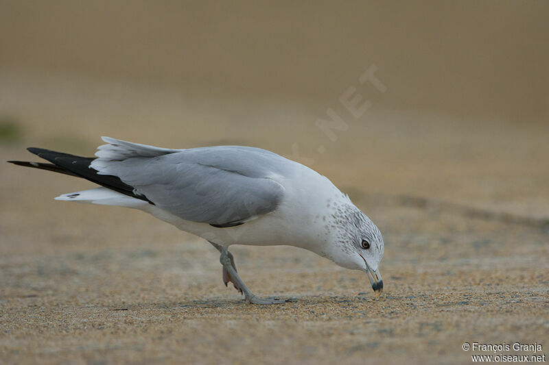 Ring-billed Gull