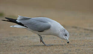 Ring-billed Gull