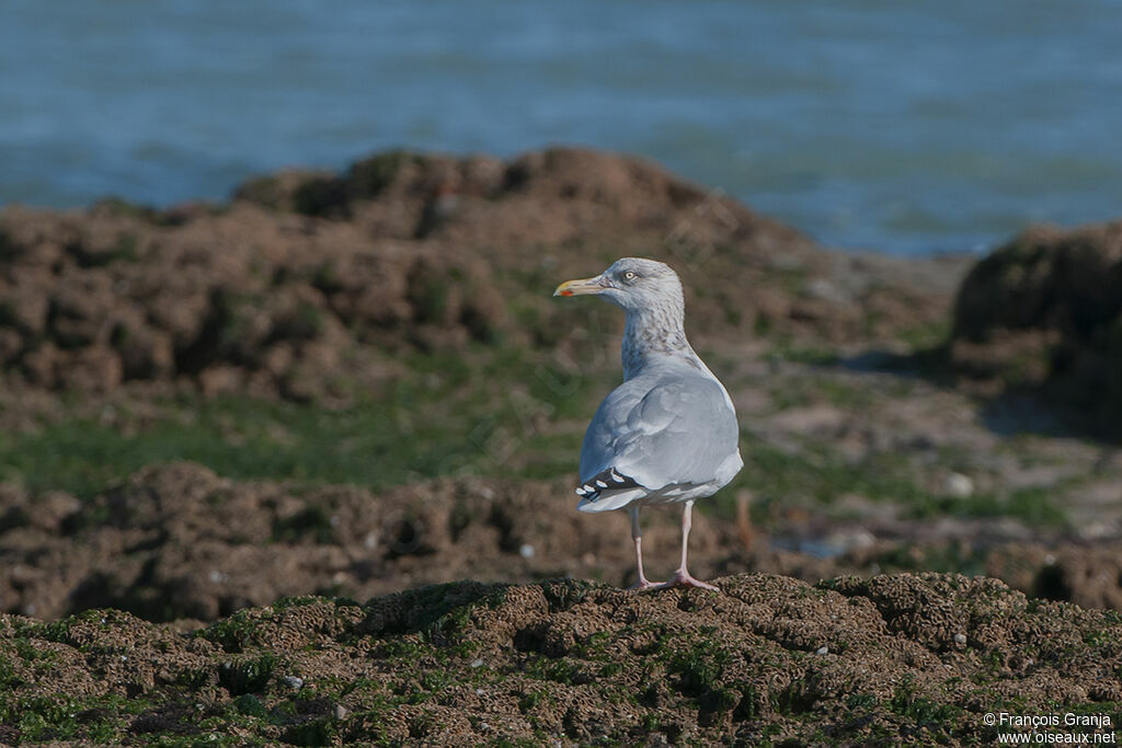 European Herring Gull