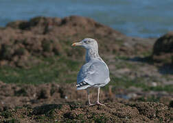 European Herring Gull