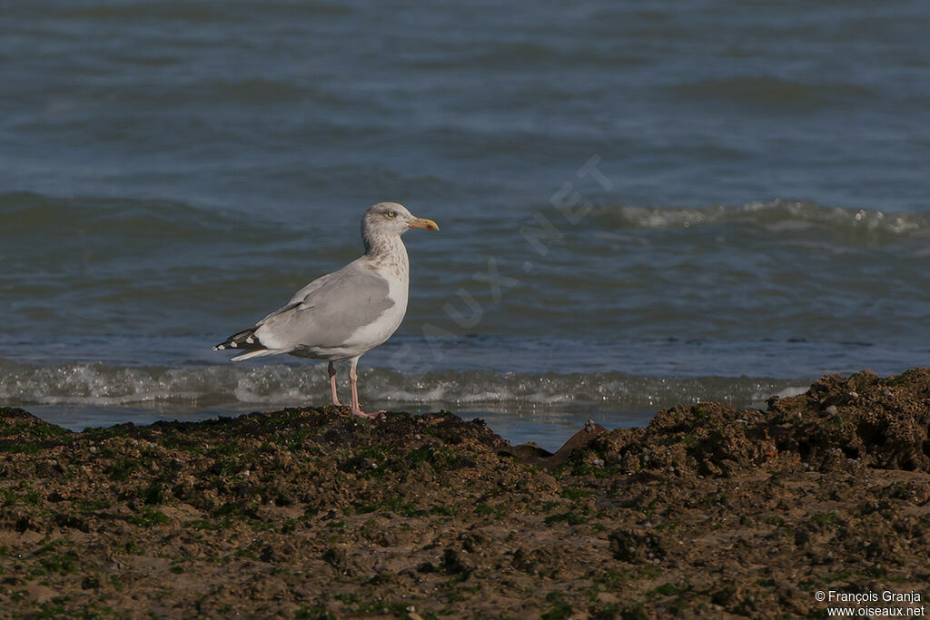 Goéland argenté