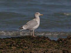 European Herring Gull