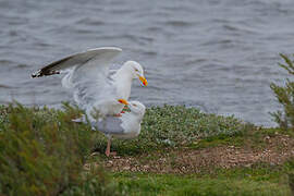 European Herring Gull