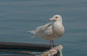 Glaucous Gull