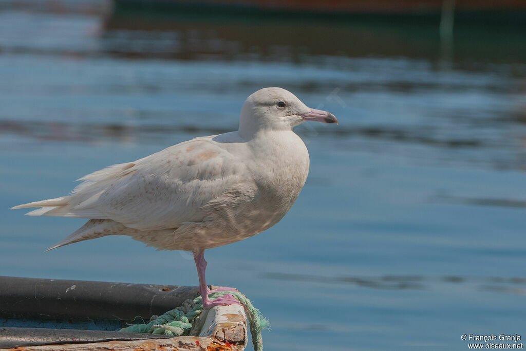 Glaucous Gull