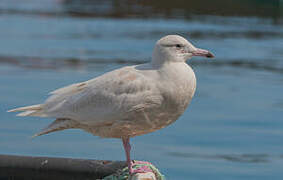 Glaucous Gull