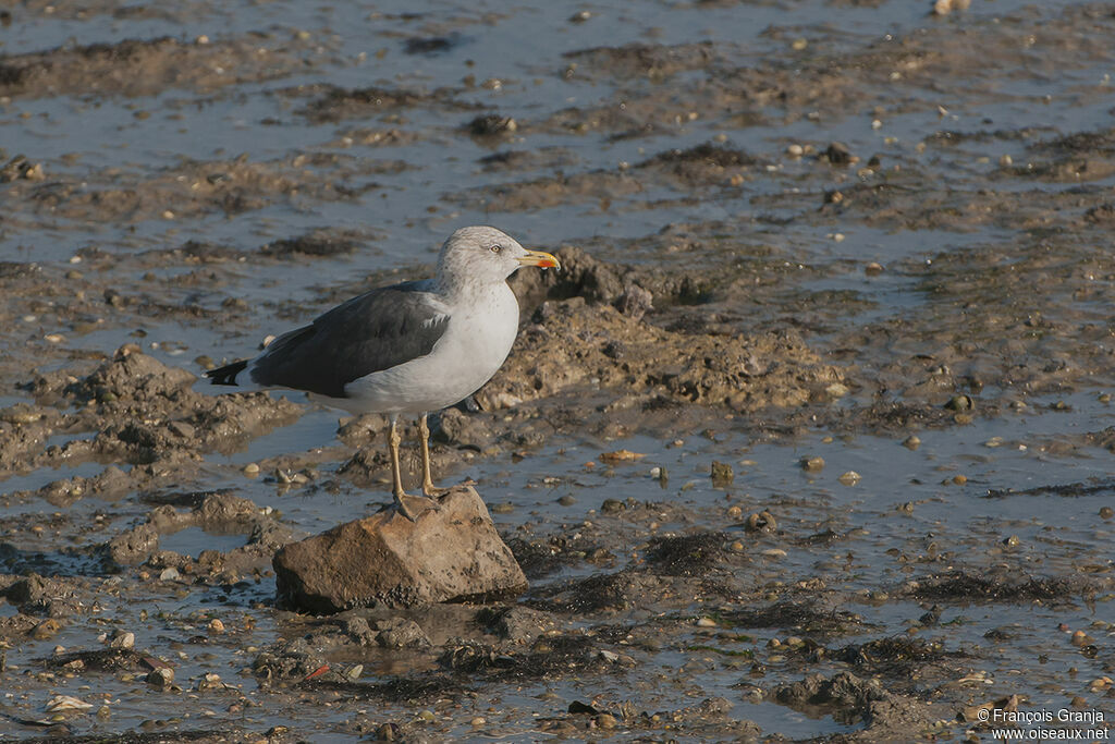 Lesser Black-backed Gull