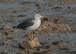 Lesser Black-backed Gull