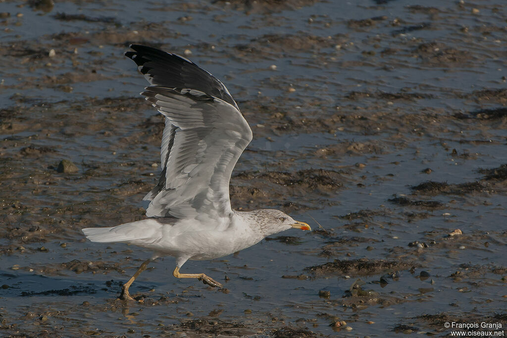 Lesser Black-backed Gull