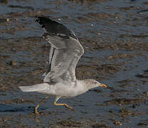 Lesser Black-backed Gull