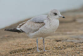 Mew Gull