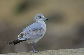 Mew Gull