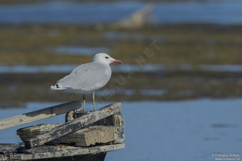 Audouin's Gull