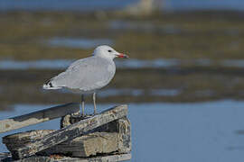 Audouin's Gull