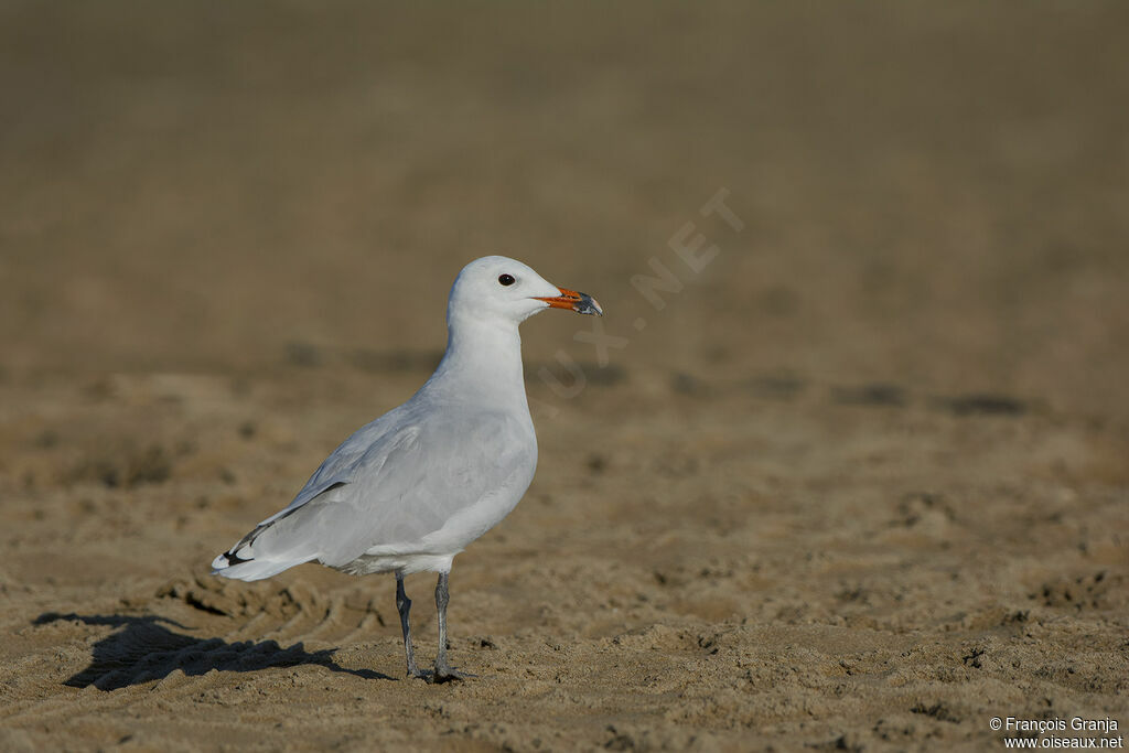 Audouin's Gull