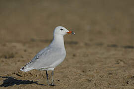 Audouin's Gull