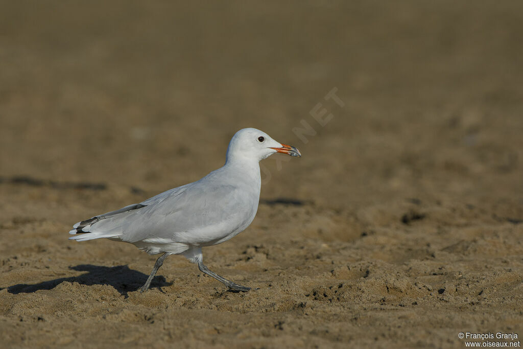 Audouin's Gull